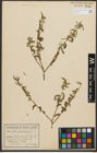 Foto von Salix purpurea L.